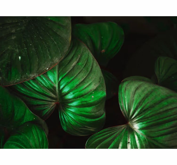 Bedroom blind with lush green leaves design - TenStickers