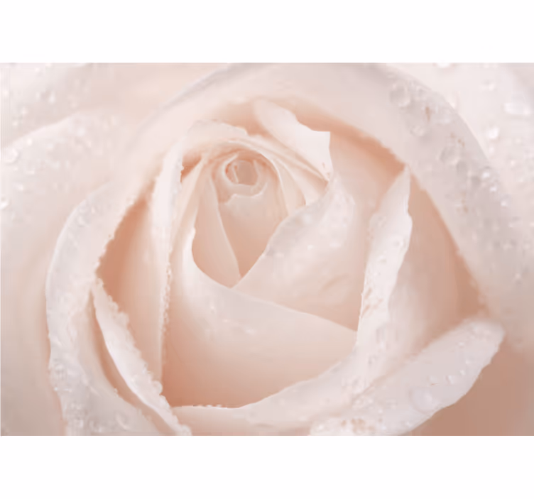 White blind beautiful white rose - TenStickers