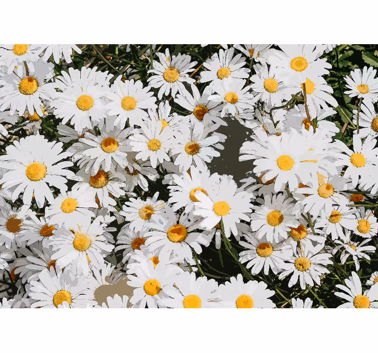 White blind daisy painted meadow - TenStickers