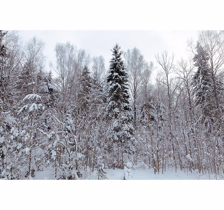 White blind winter's white forest - TenStickers