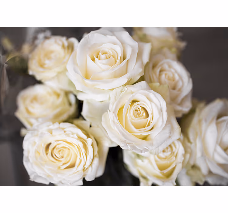 White blind with white roses background - TenStickers