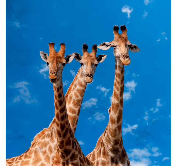 Childrens blind giraffes and blue sky - TenStickers