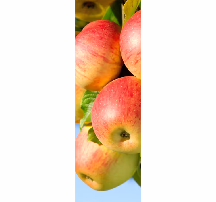 Kitchen blind apple tree decorative vinyl - TenStickers