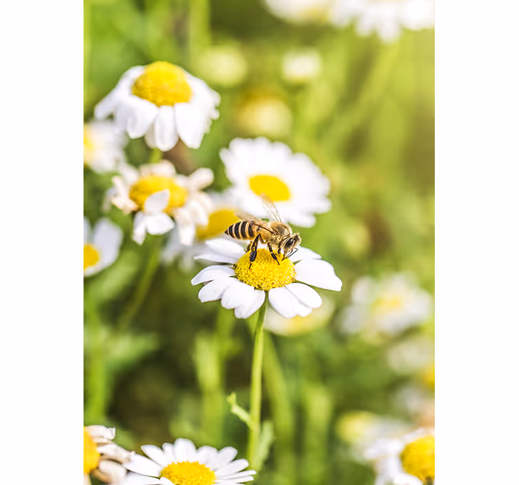 Kitchen blind flower field design - TenStickers