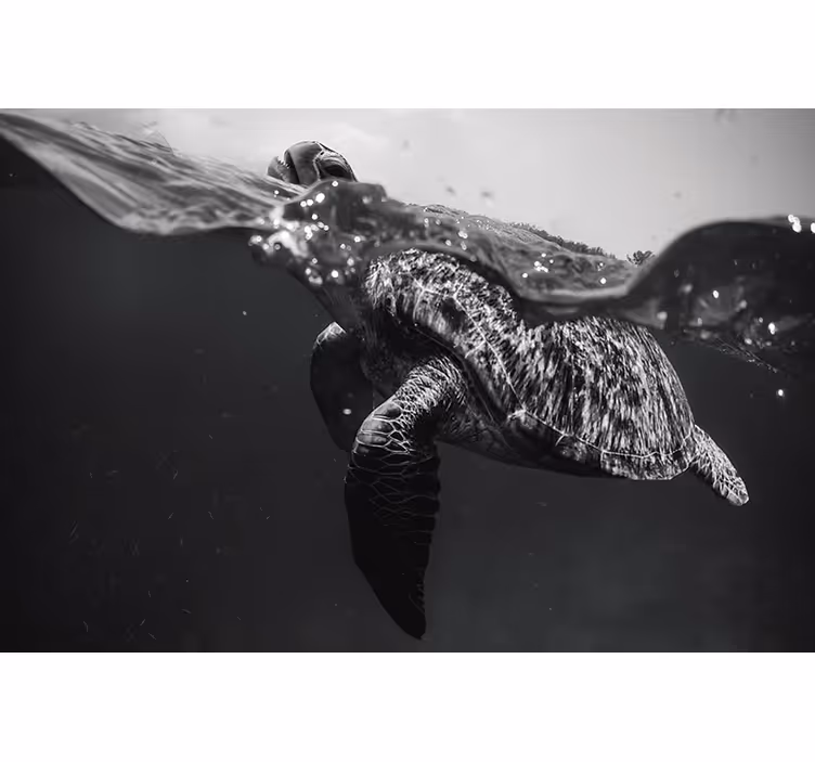 Black blind monochrome turtle swimming - TenStickers