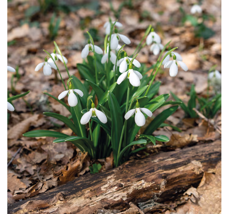 Living room blind snowdrops forest landscape design - TenStickers