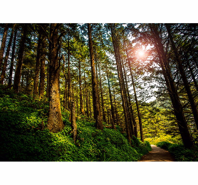Bedroom blind sunlit forest path - TenStickers
