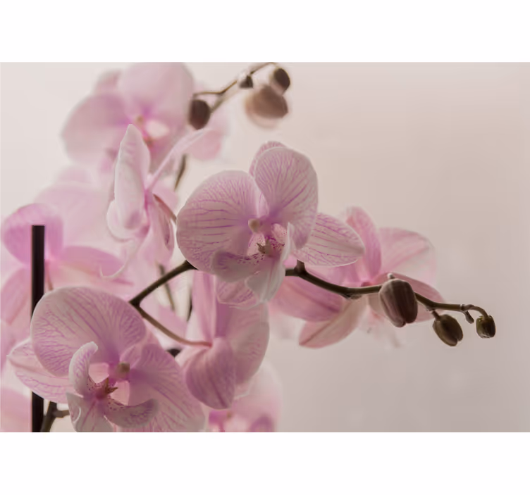 Bedroom blind in orchid design - TenStickers