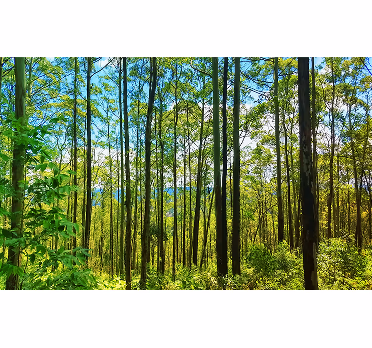 Bedroom blind polish forest birches - TenStickers