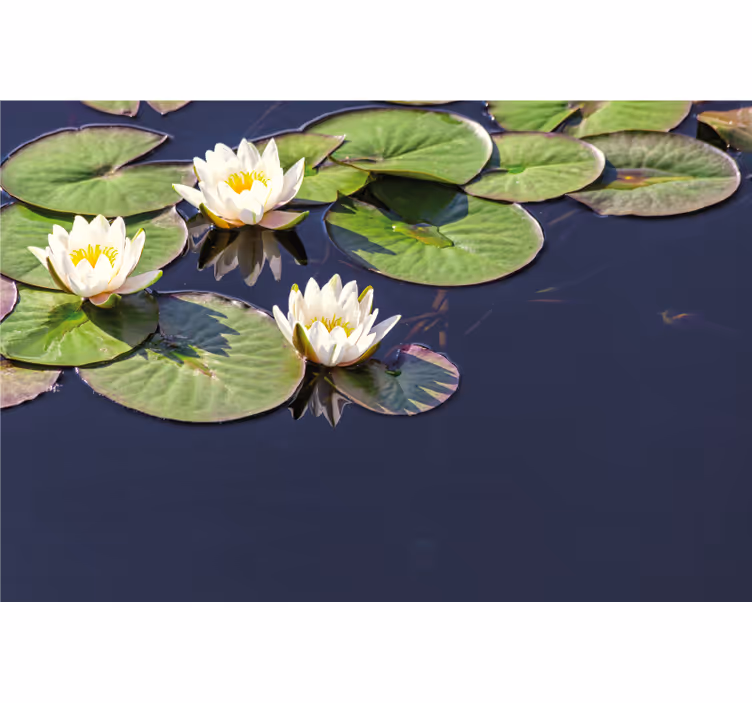 Bedroom blind lotus realistic in pond - TenStickers