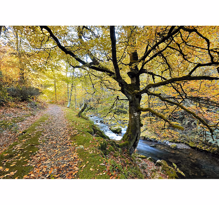 Living room blind forest of muniellos and river - TenStickers