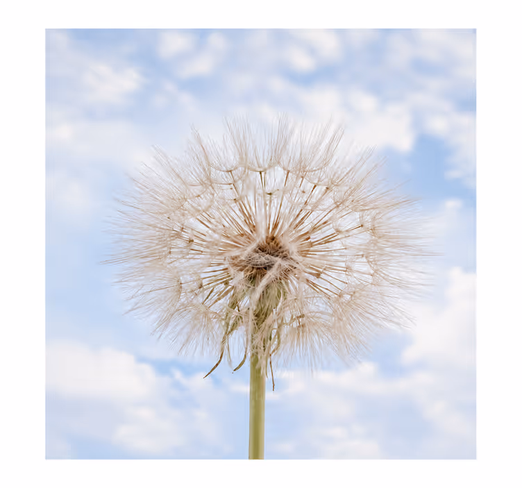 White blind dandelion flower design - TenStickers