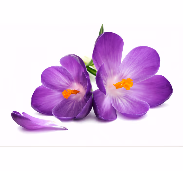 Purple blind with picked flowers serenity - TenStickers