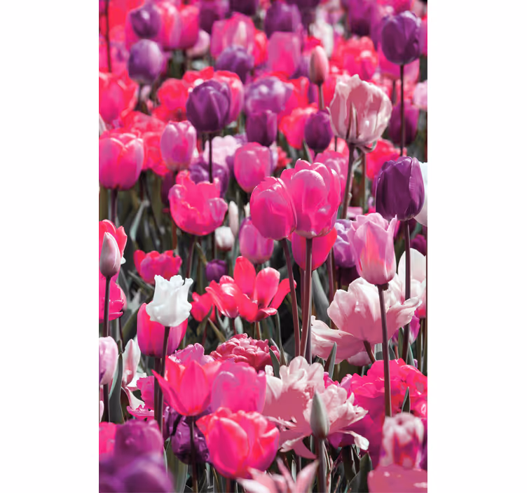 Purple tulip blooms flowers and plant blind - TenStickers