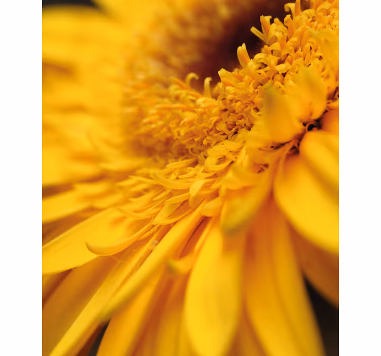 Yellow close-up flowers and plant blind - TenStickers