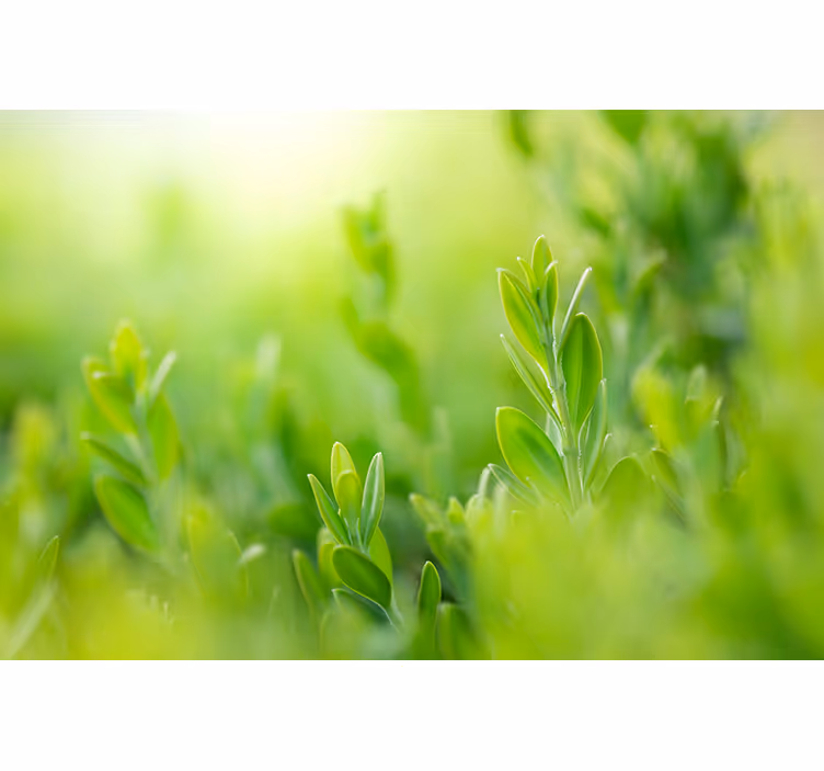 Lush greenery picture flowers and plant blind - TenStickers
