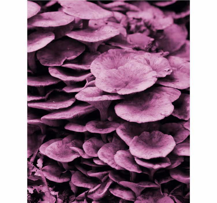 Vibrant Floral Layers flowers and plant blind - TenStickers