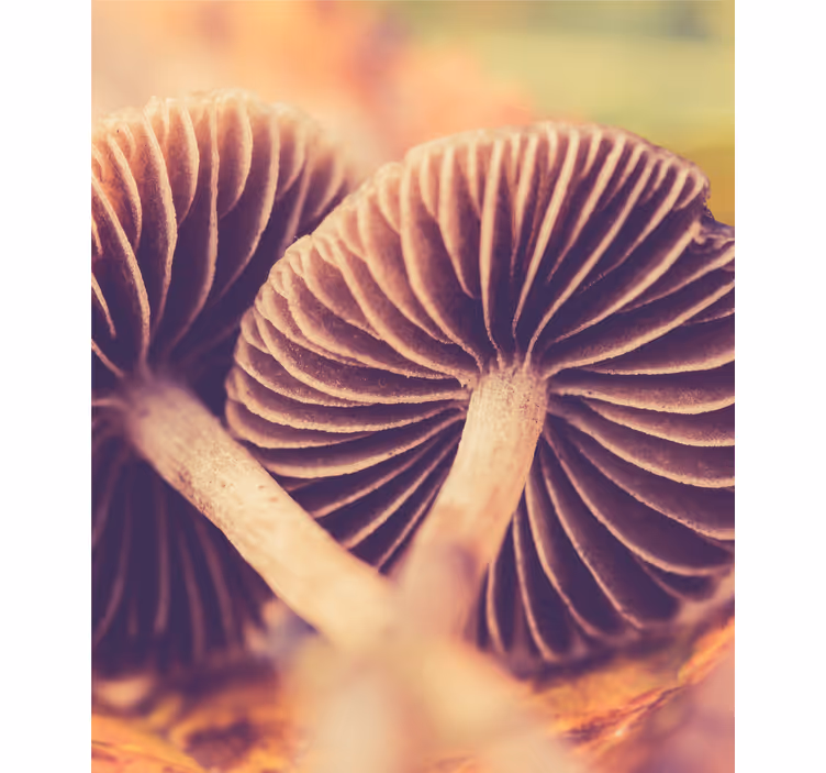 Mushroom gills flowers and plant blind - TenStickers