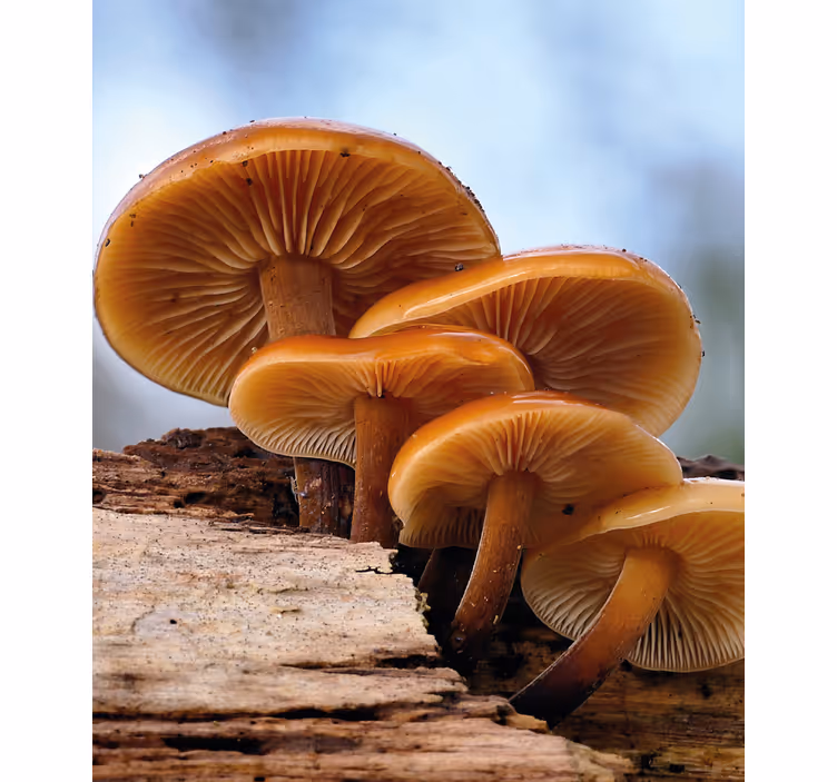 Mushroom Growth flowers and plant blind - TenStickers