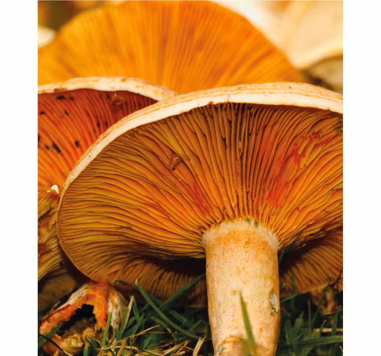 Mushroom Delight other blind - TenStickers