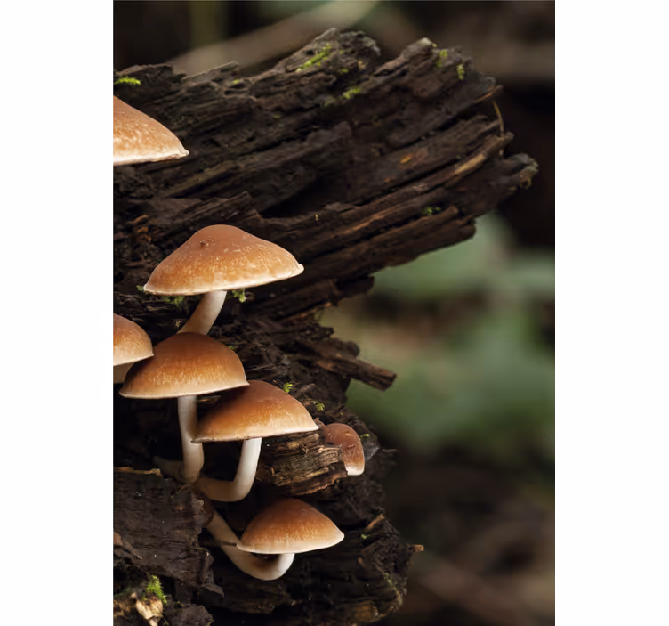 Mushrooms on Wood flowers and plant blind - TenStickers
