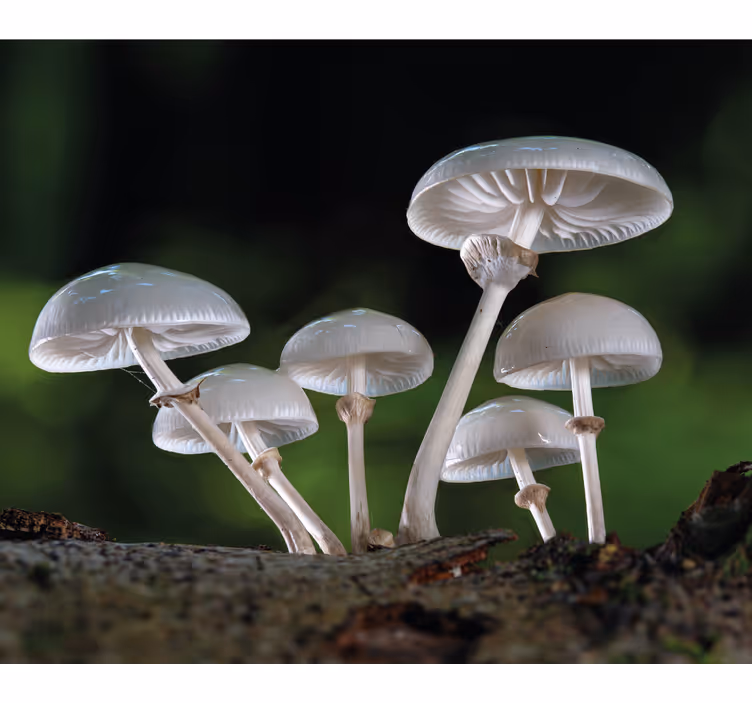 Mushroom Cluster flowers and plant blind - TenStickers