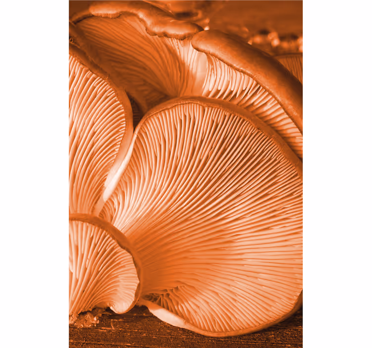 Mushroom Gills Close-Up fruit and vegetable blind - TenStickers
