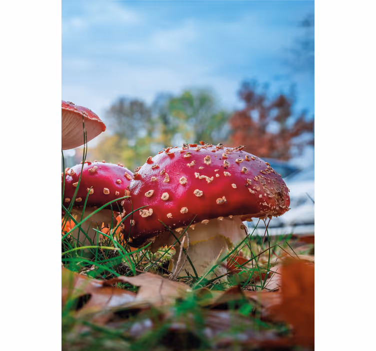 Vibrant Red Mushrooms flowers and plant blind - TenStickers