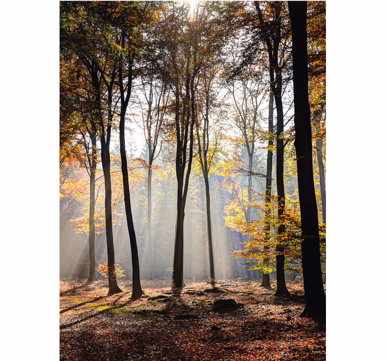Sunshine foliage trees flowers and plant blind - TenStickers