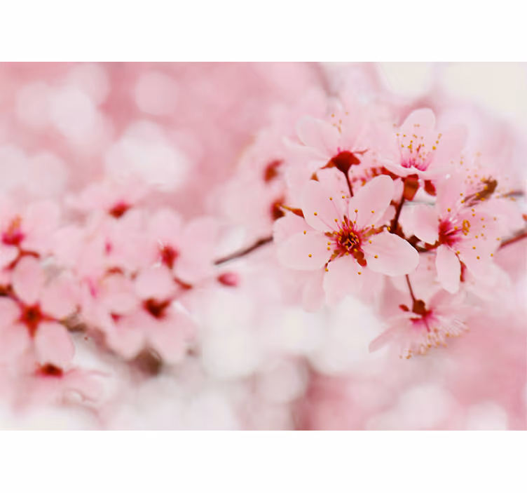 Cherry Blossom Elegance flowers and plant blind - TenStickers