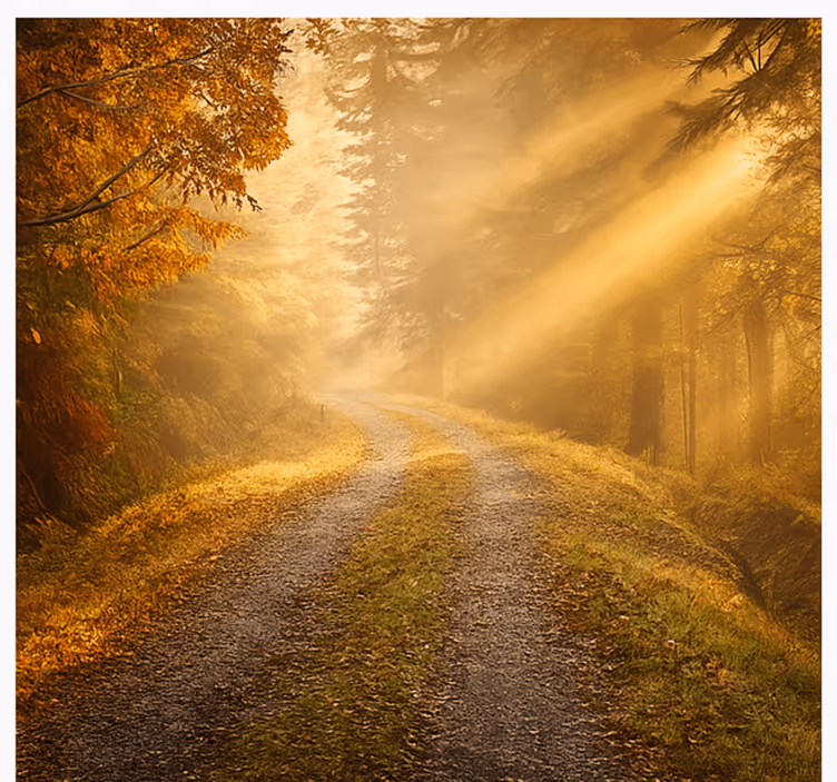 Humid forest with sunlight jungle wall mural - TenStickers
