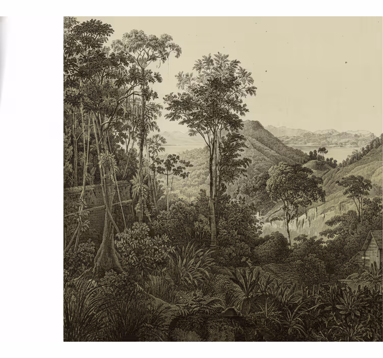 Forest wall mural hilly forest design - TenStickers