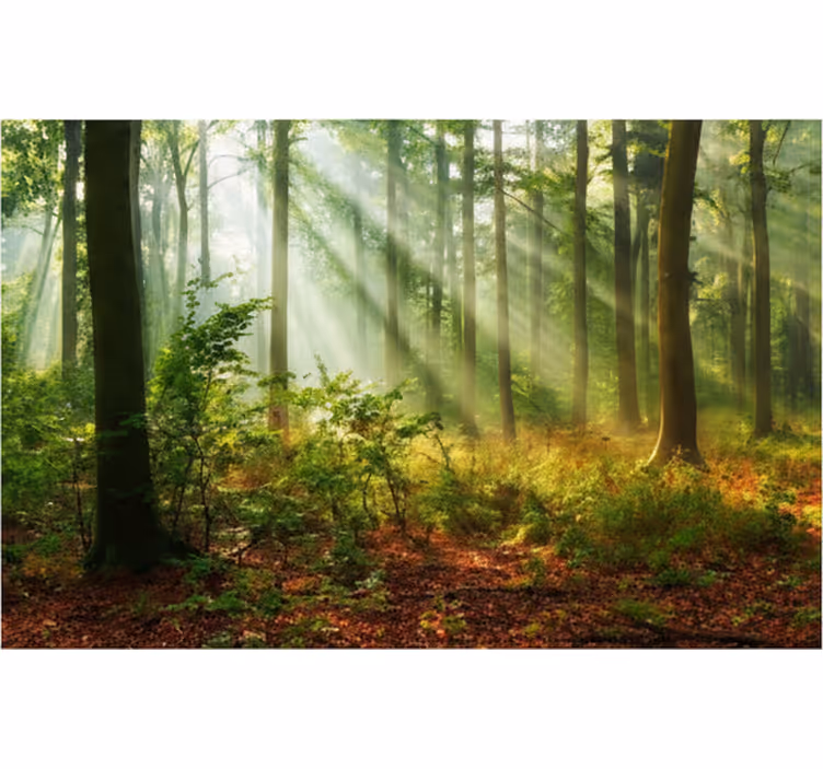 Forest wall mural natural light in the woods - TenStickers
