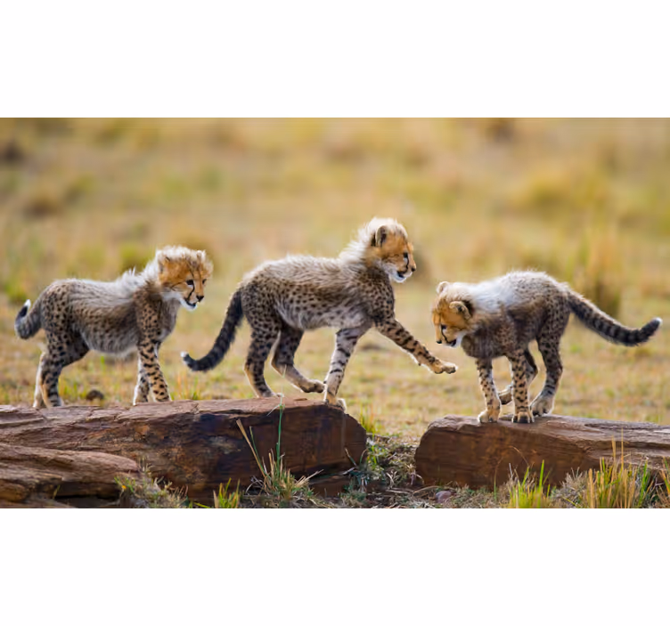 Africa wall mural of adorable cheetah cubs - TenStickers