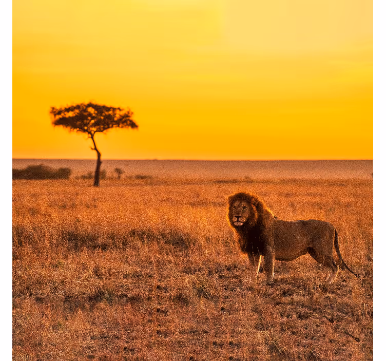 Africa wall mural wild savanna tree at dusk - TenStickers