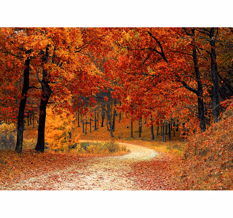 Orange wall mural wallpaper autumn trees - TenStickers
