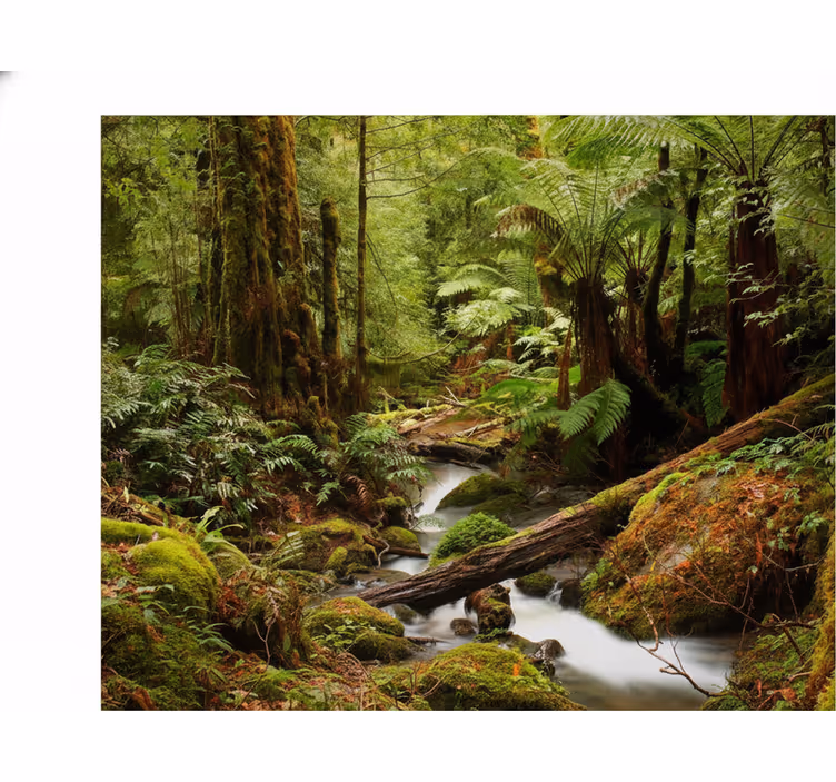 Nature wall mural peaceful forest scene - TenStickers