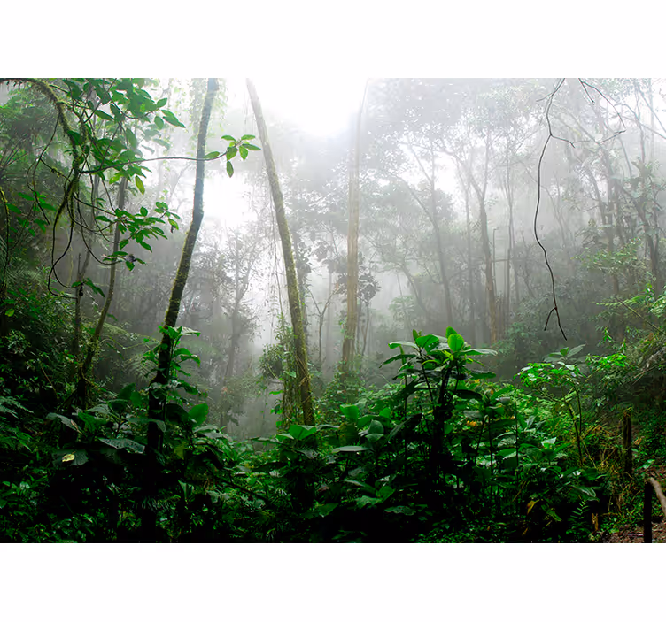 Dark jungle forest wall mural - TenStickers