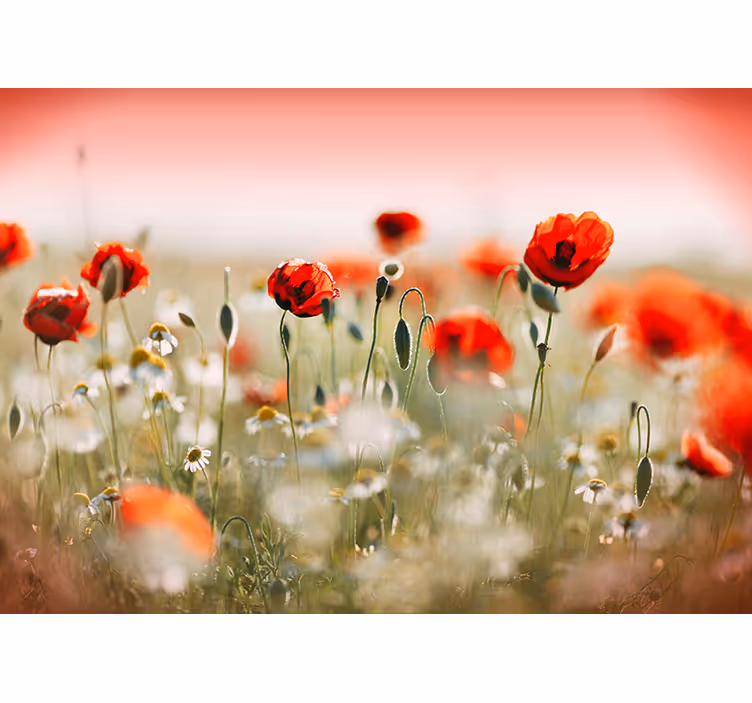 Poppy field Photo Wall Mural - TenStickers