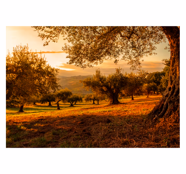 Olive trees tree wall mural - TenStickers
