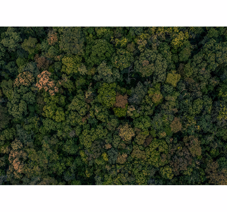 Forest photo  tree wall mural - TenStickers