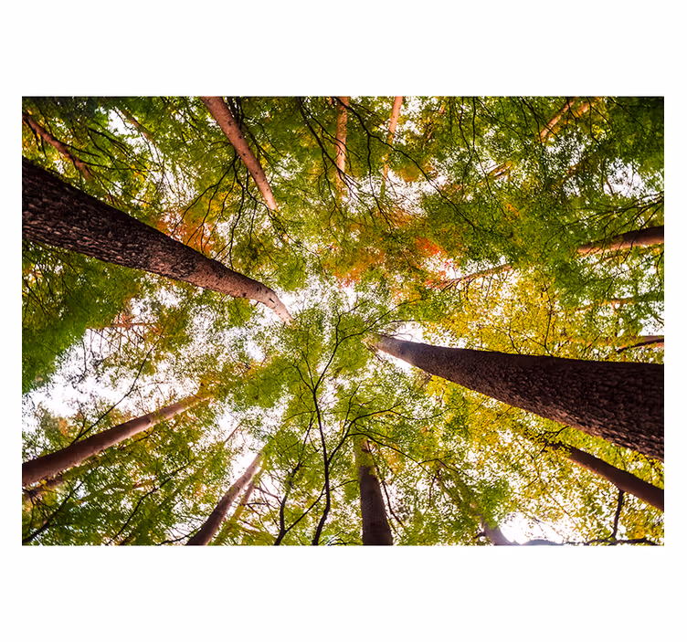 Towering Green Canopy nature wall mural - TenStickers