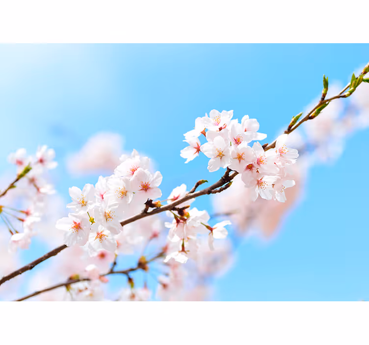 Flower mural cherry blossom branch - TenStickers