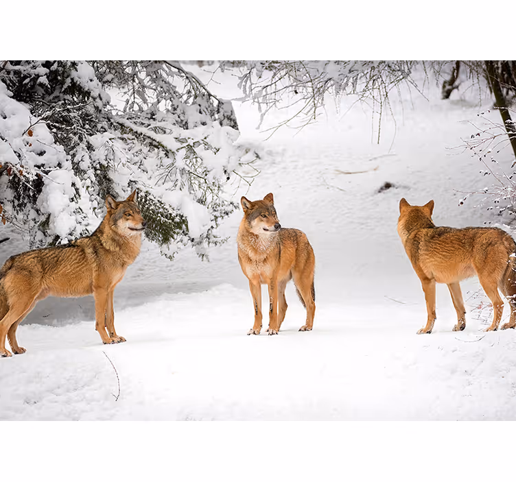 Wolves in the mountains wall mural - TenStickers
