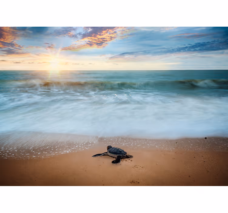 Emerging turtles under the sea mural - TenStickers