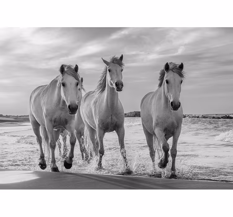 Animal mural regal horses in full gallop - TenStickers