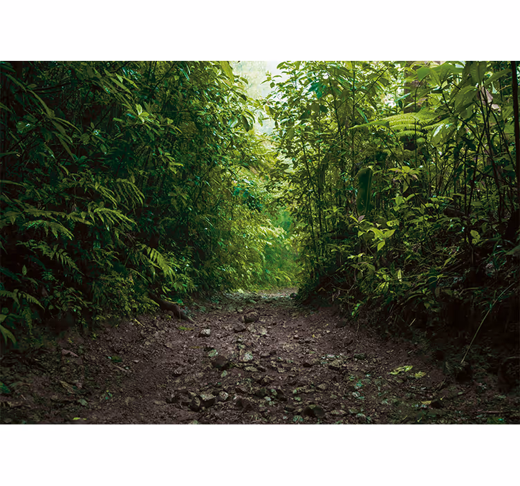 Pathway into rainforest Wall Mural - TenStickers