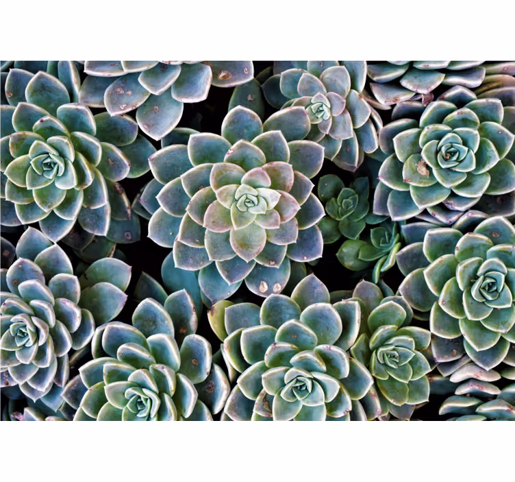 Desert rose 3D Wall Mural - TenStickers