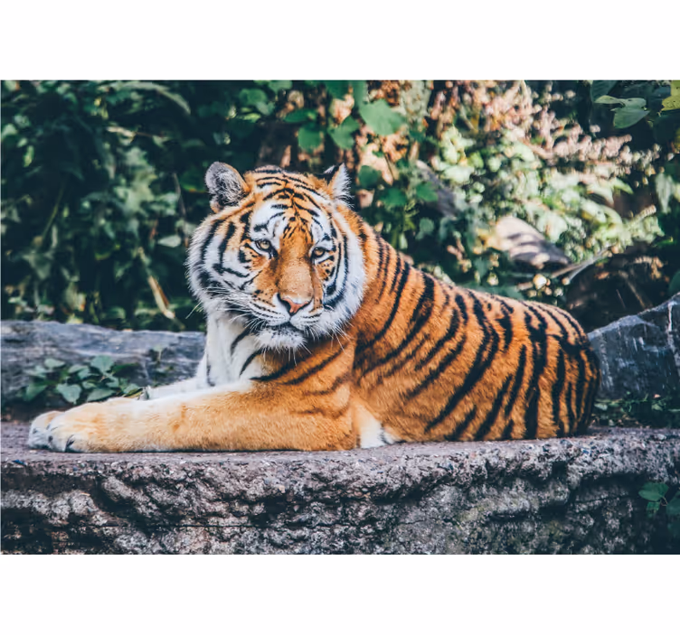 Majestic Tiger Stare animal mural - TenStickers
