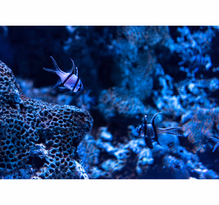 Coral Reef Fish animal mural - TenStickers